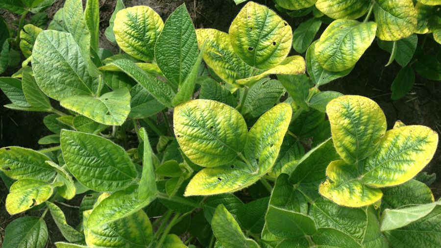Potassium deficiency symptoms on soybean plants